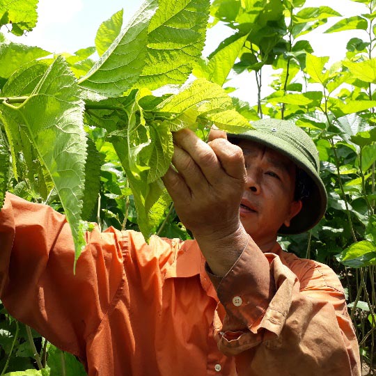 Làm giàu ở nông thôn: Chỉ nuôi con “ăn cơm đứng” có 10 triệu/tháng - 1