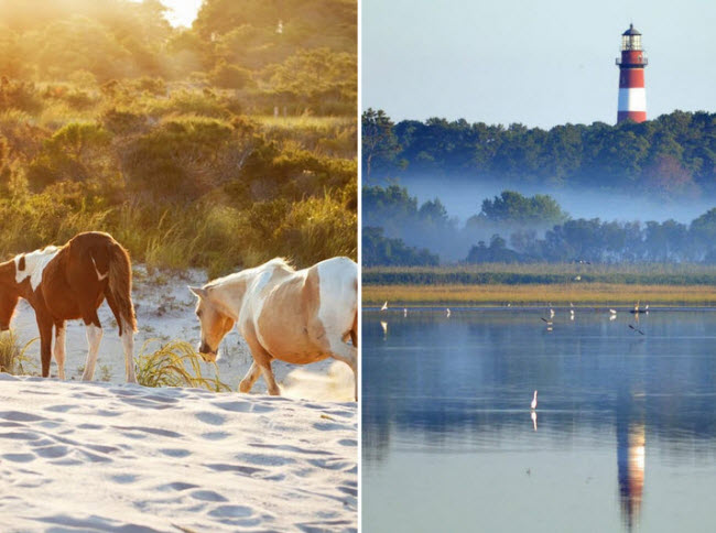 Chincoteague, Virginia: Du khách có thể thấy ngựa hoang lang thang trên bờ biển của hòn đảo Chincoteague. Hòn đảo được lập thành khu bảo tồn thiên với nhiều loài động vật hoang dã sinh sống.