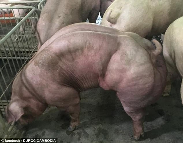 Lợn có cơ bắp cuộn cuộn như lực sĩ ở Campuchia - 1