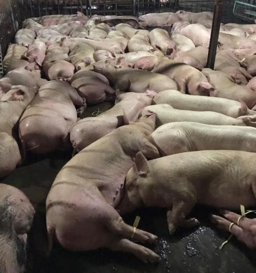 Vì sao lợn bị tiêm thuốc an thần? - 1