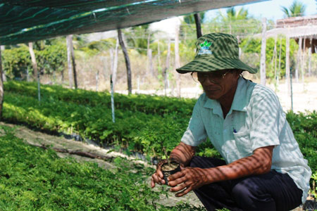 Làm giàu ở nông thôn: Trồng đinh lăng, mới bán lá, thân có 150 triệu - 1