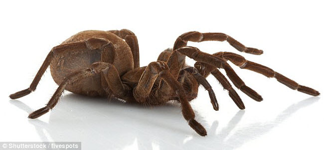 Những xứ sở của loài côn trùng khổng lồ - 4