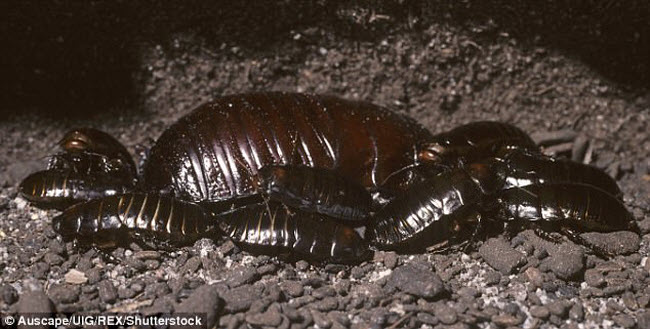 Những xứ sở của loài côn trùng khổng lồ - 8