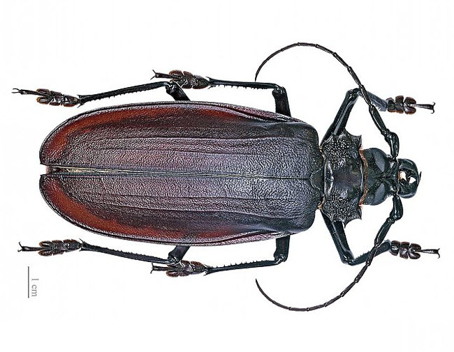 Những xứ sở của loài côn trùng khổng lồ - 7