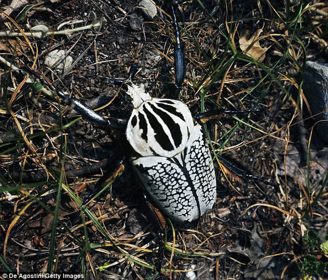 Những xứ sở của loài côn trùng khổng lồ - 10