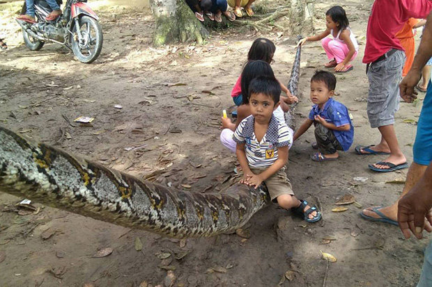 Indonesia: Người đàn ông tử chiến với trăn khổng lồ dài 7m - 2