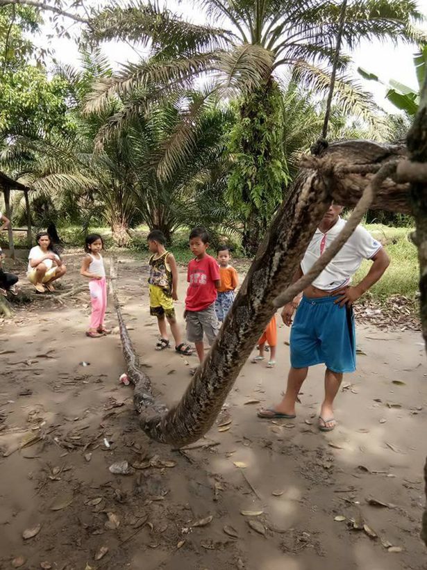 Indonesia: Người đàn ông tử chiến với trăn khổng lồ dài 7m - 3