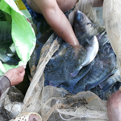 Làm giàu ở nông thôn: Muốn giàu nuôi cá, muốn khá nuôi lợn - 2