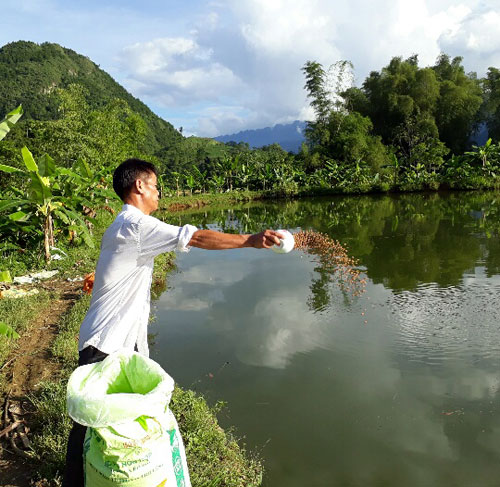 Làm giàu ở nông thôn: Muốn giàu nuôi cá, muốn khá nuôi lợn - 3