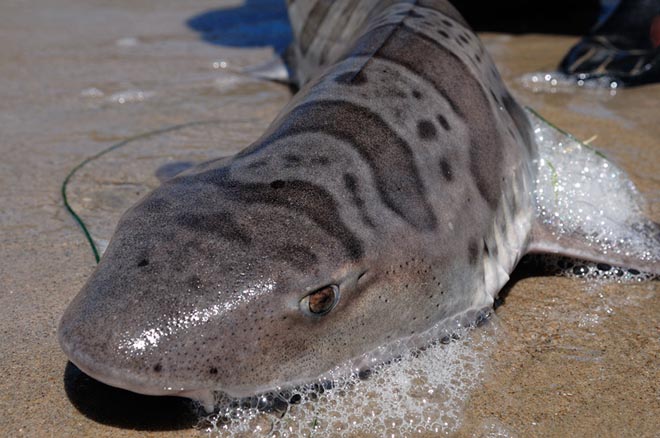 2.000 con cá mập bị ăn não, trôi dạt vào bờ biển Mỹ - 1