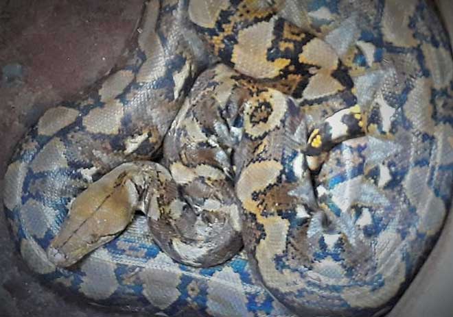 Bắt được con nưa 9 lỗ mũi, dân hoảng sợ thả về rừng - 1