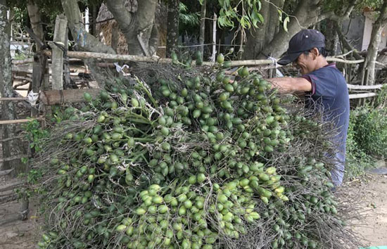 Thị trường Trung Quốc &#34;dở chứng&#34;, dân buôn cau mất tiền tỷ - 3