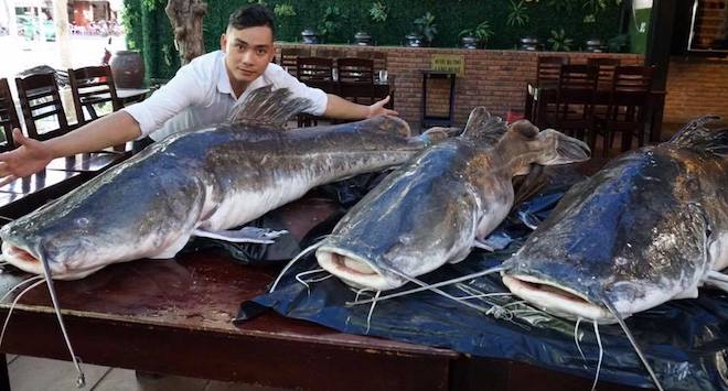 Bộ 3 “quái ngư” nặng gần 3 tạ cùng “bay” về Đà Nẵng - 1