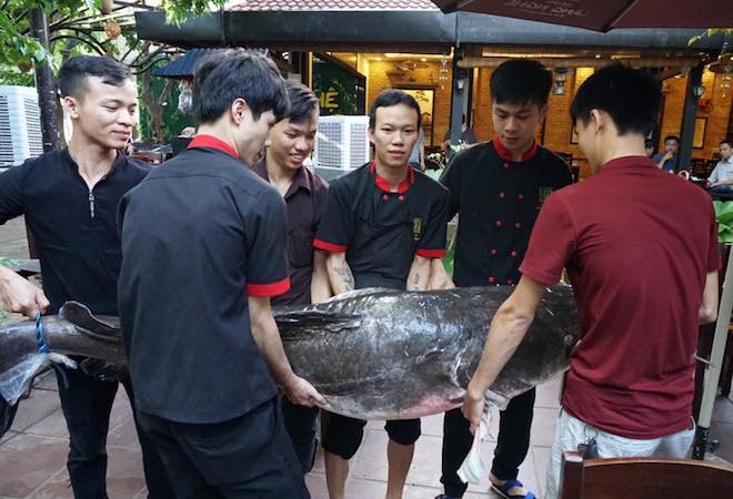 Bộ 3 “quái ngư” nặng gần 3 tạ cùng “bay” về Đà Nẵng - 2