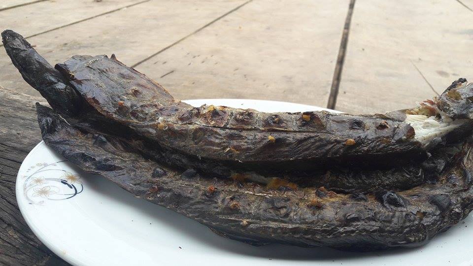 Nhà nông làm giàu: Chạch chấu 1 triệu/kg, trị yếu sinh lý nam giới - 3