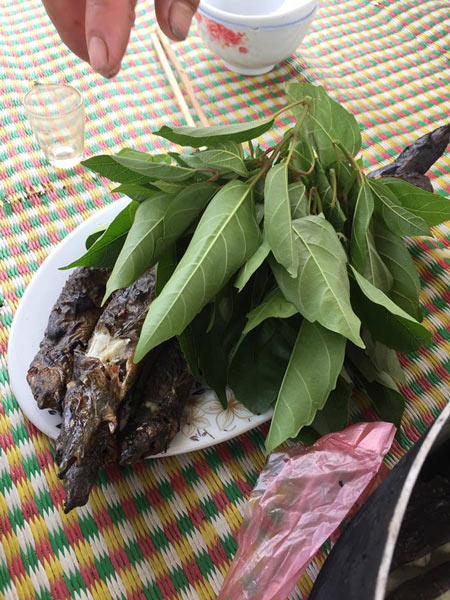 Nhà nông làm giàu: Chạch chấu 1 triệu/kg, trị yếu sinh lý nam giới - 4