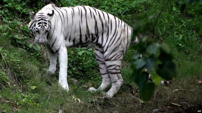 Ấn Độ: Cho hổ trắng ăn tối, bị lôi vào chuồng cắn đến chết - 1