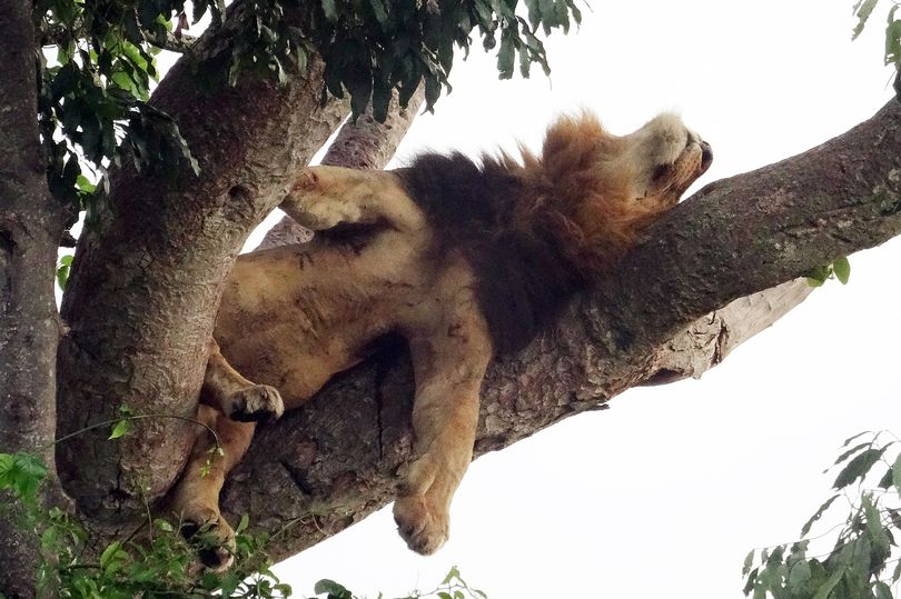 Sư tử trèo cây tài tình, nằm phè phỡn trên cao vì… sợ côn trùng - 1