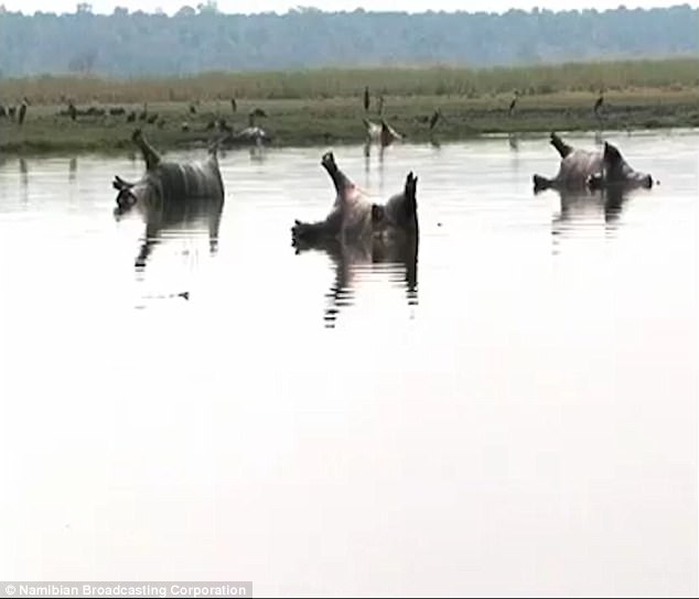 Trăm hà mã chết bí ẩn, chổng 4 chân lên trời ở Namibia - 3