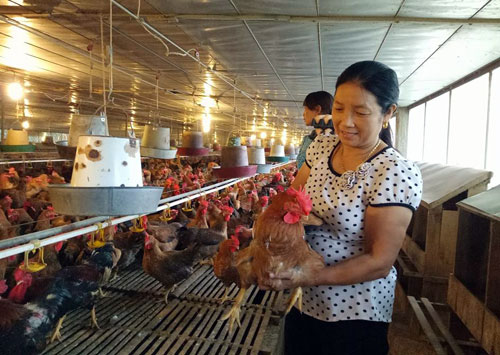 Làm giàu ở nông thôn: Từ 2.000 con gà vốn mà thành tỷ phú - 1