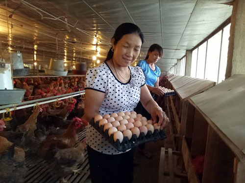 Làm giàu ở nông thôn: Từ 2.000 con gà vốn mà thành tỷ phú - 2