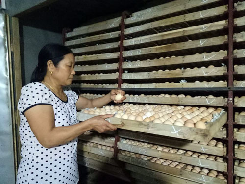 Làm giàu ở nông thôn: Từ 2.000 con gà vốn mà thành tỷ phú - 3