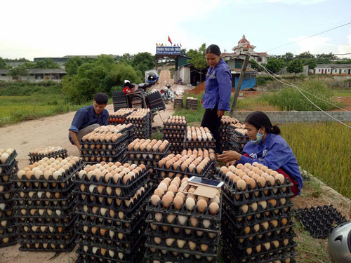 Làm giàu ở nông thôn: Từ 2.000 con gà vốn mà thành tỷ phú - 4