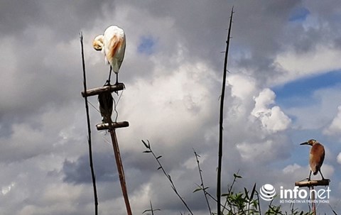 Thanh Hóa: Giăng "thiên la địa võng" tràn lan, tận diệt chim trời - 2