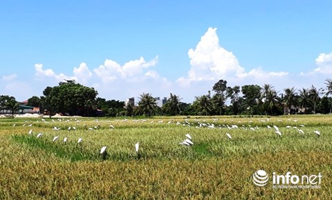 Thanh Hóa: Giăng "thiên la địa võng" tràn lan, tận diệt chim trời - 4
