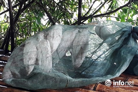 Thanh Hóa: Giăng "thiên la địa võng" tràn lan, tận diệt chim trời - 5