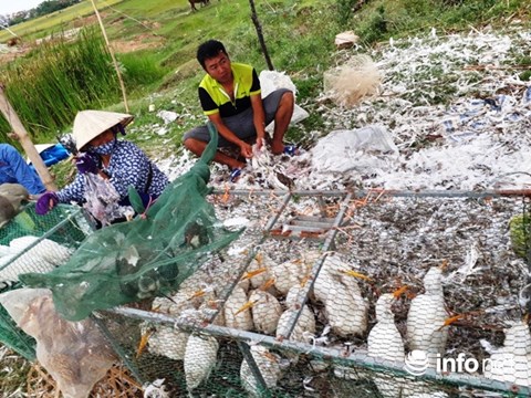 Giăng "thiên la địa võng" tràn lan, tận diệt chim trời - 6