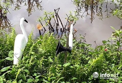 Giăng "thiên la địa võng" tràn lan, tận diệt chim trời - 3