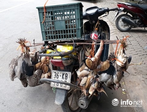 Giăng "thiên la địa võng" tràn lan, tận diệt chim trời - 5