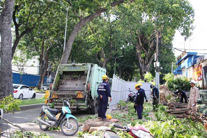Đang “trảm” hàng cây cổ thụ trên con đường đẹp nhất Sài Gòn - 1