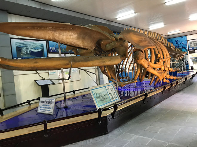 Bộ xương cá voi tại viện Hải Dương Học
