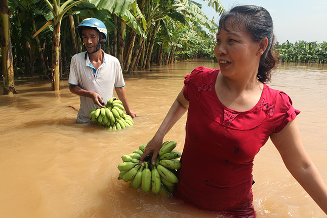 Nước sông dâng cao, bãi giữa sông Hồng như miền Tây mùa nước lũ - 3