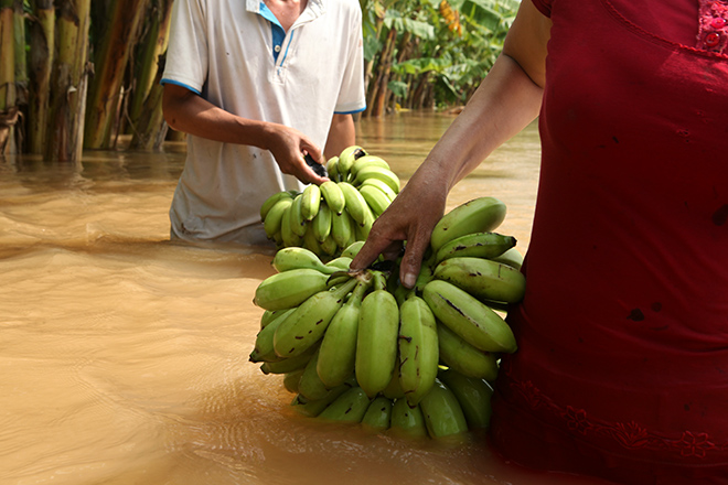 Nước sông dâng cao, bãi giữa sông Hồng như miền Tây mùa nước lũ - 4