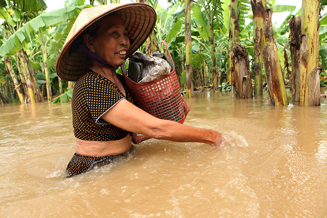 Nước sông dâng cao, bãi giữa sông Hồng như miền Tây mùa nước lũ - 6