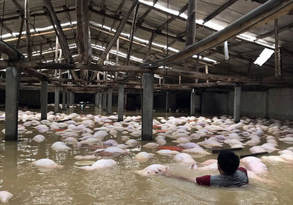 Cập nhật mưa lũ: Vỡ đê ở Hà Nội, nước ngập gần tới nóc nhà - 1