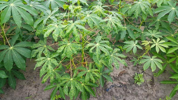 Bệnh “lạ” hại sắn lan nhanh, giá sắn nguyên liệu tăng vọt - 3