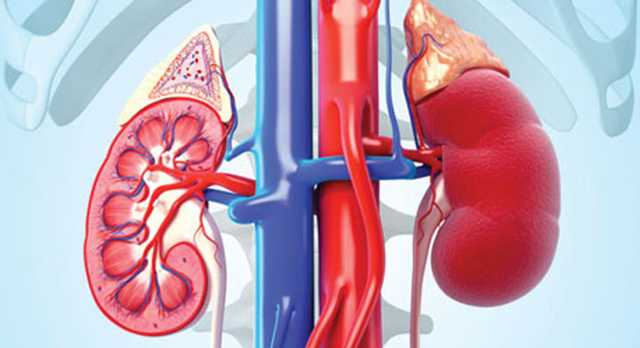 Đi tiểu 2 lần/1 đêm – con đường ngắn nhất dẫn đến suy thận - 2