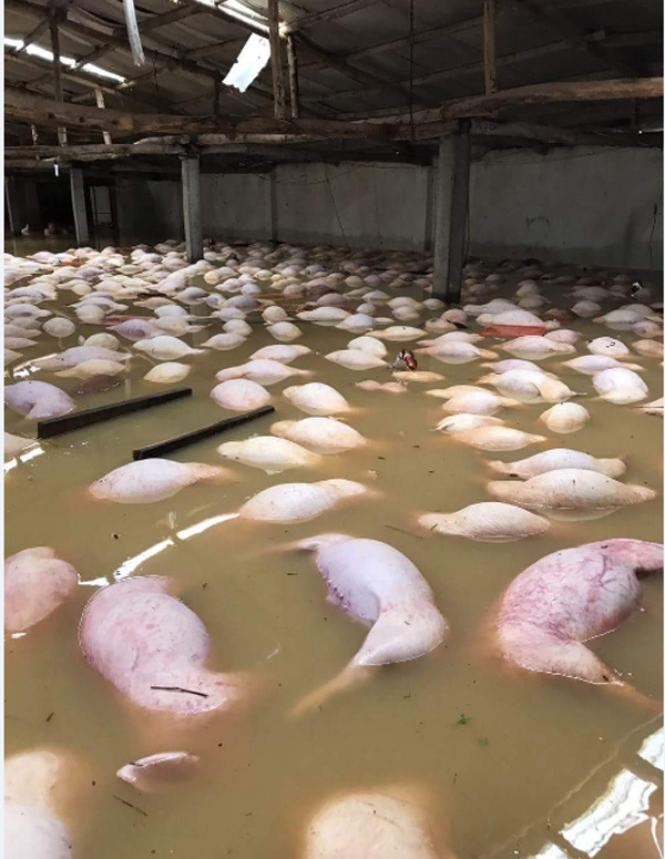 Thông tin mới vụ 4.000 con lợn chết đuối nổi trắng chuồng do mưa lũ - 1