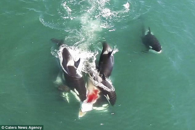Đàn cá voi sát thủ truy sát, cắn ngập răng cá voi khổng lồ - 1