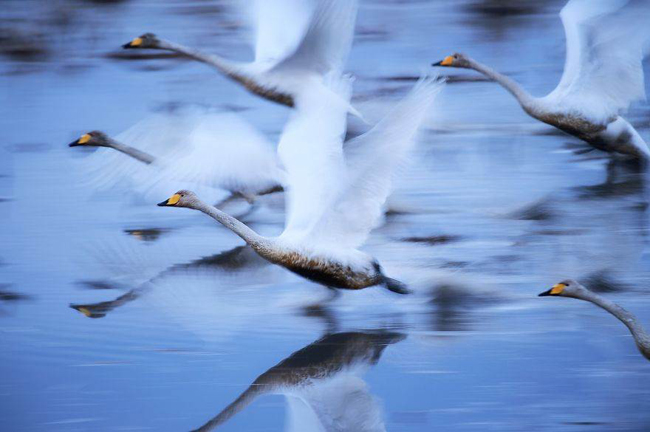 Sống – Hiromi Kano, chụp những con thiên nga bay qua vùng nước đất ngập nước Kabukurinuma, Osaki, Nhật Bản.
