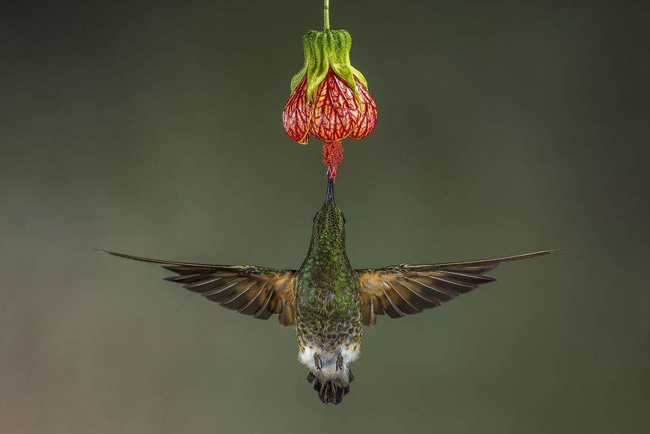 Chim ruồi – Hymakar Valluri, chớp được khoảnh khắc con chim nhỏ hút mật hoa trong một khu rừng ở Ecuador.
