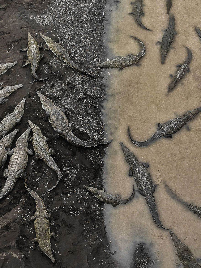Cá sấu ở Rio Tacoles – Tarun Sinha
