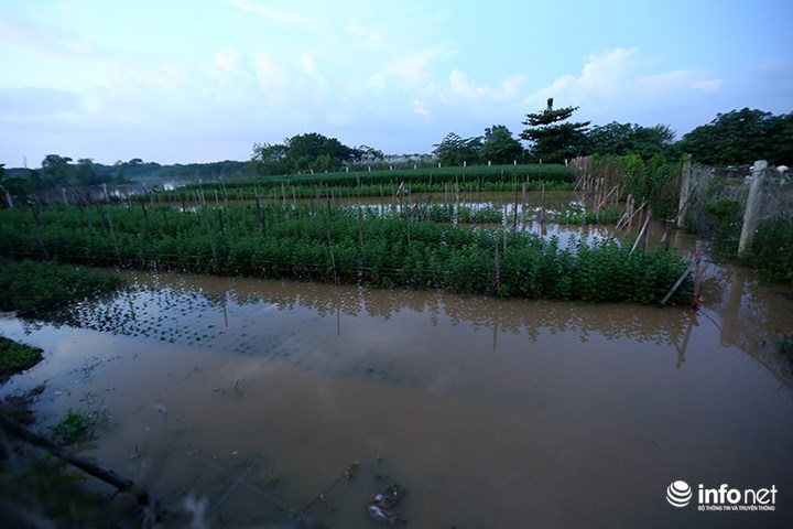 Người trồng quất &#34;méo mặt&#34; vì nước sông Hồng dâng cao - 10