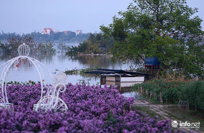 Người trồng quất &#34;méo mặt&#34; vì nước sông Hồng dâng cao - 7