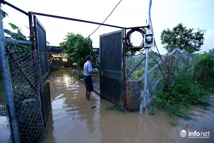 Người trồng quất &#34;méo mặt&#34; vì nước sông Hồng dâng cao - 9