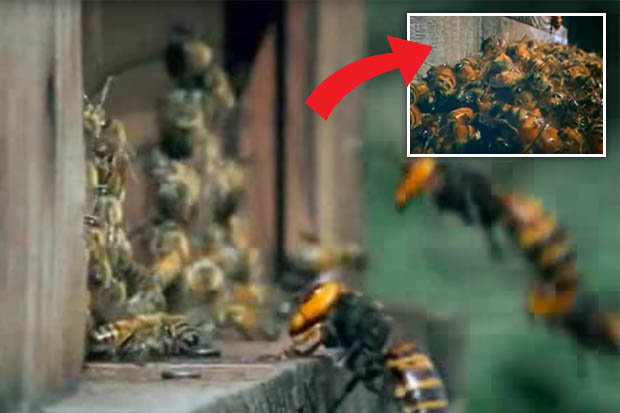 Video: 30 ong bắp cày thảm sát 3 vạn con ong trong 3 giờ - 1
